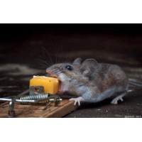 Уничтожение мышей и какой от них вред