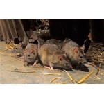 Потравить крыс в Москве и Московской области
