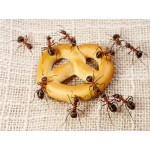 Уничтожение и борьба с домашними муравьями